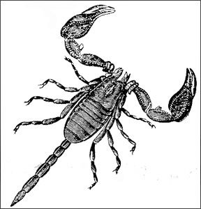 drawings of scorpions