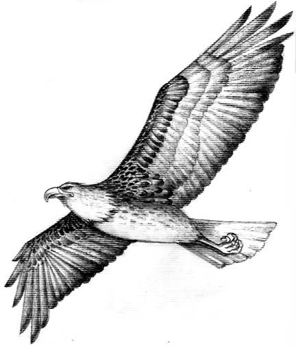 bald eagle drawings