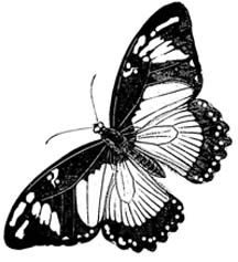 butterfly-01.jpg