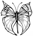free butterfly coloring pages 