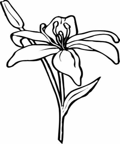 Flower Coloring Pages on Beautiful Flower Coloring Pages With Delicate Forms Of Natural