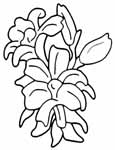 Flowers coloring pages 