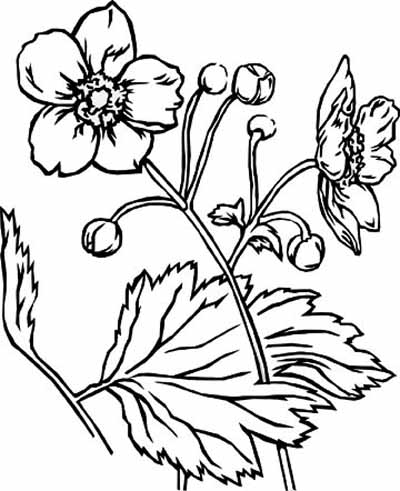 Coloring Pages Of Valentines Day Flowers. Beautiful Flower Coloring