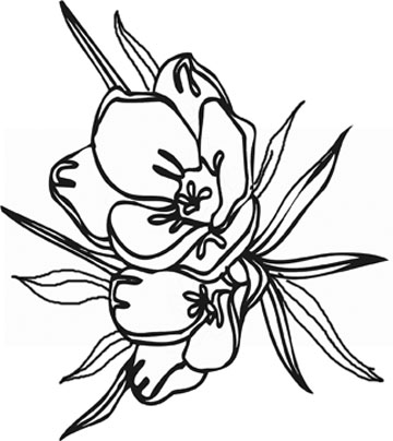 Flower Coloring Pages on Flower Coloring Pictures 4 Jpg