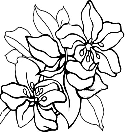 Flower Coloring Pages on Flower Coloring Pages