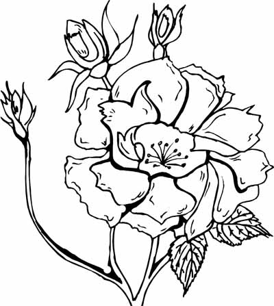 Family Coloring on Rose Coloring Pages 88 Jpg