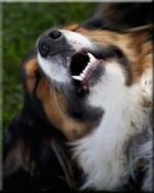 funny pictures dog