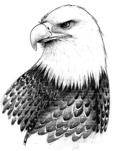 bald eagle drawings