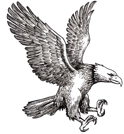 bald eagle drawings