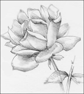 drawings of roses