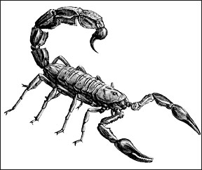 drawings of scorpions