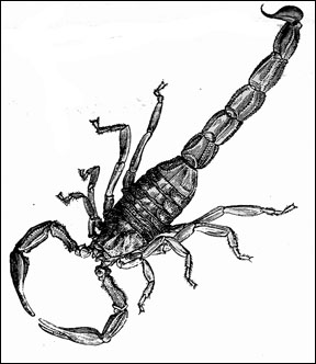 drawings of scorpions