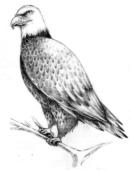 bald eagle drawings