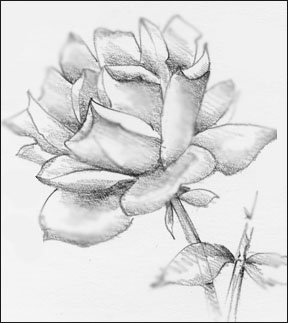 drawings of roses