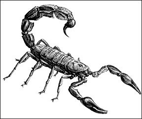 drawings of scorpions