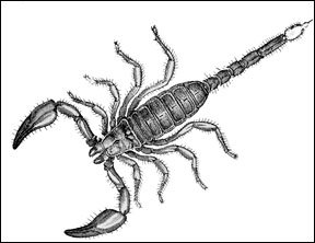 drawings of scorpions