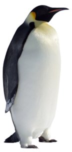 penguin coloring pages