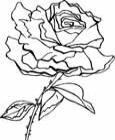 alba rose coloring page