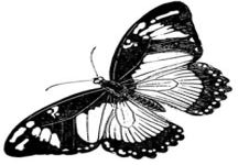 butterfly drawings