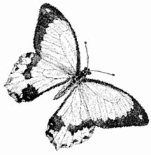 butterfly drawings