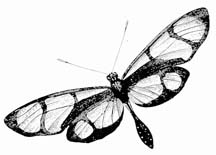 butterfly drawings