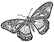 butterfly drawings