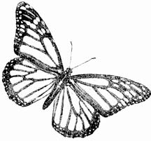 butterfly drawings