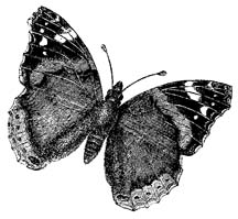 butterfly drawings