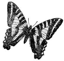 butterfly drawings