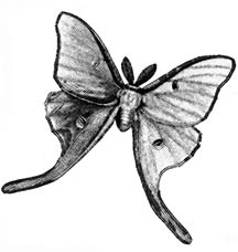 butterfly drawings