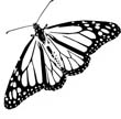 free butterfly coloring pages 