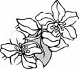 Flowers coloring pages