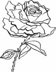 Flowers coloring pages