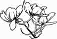 flowers coloring page