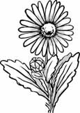 Flowers coloring pages