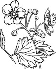 flower coloring pages