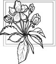 flower coloring pages