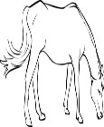 Free Horse Coloring Pages