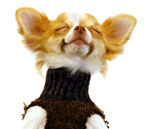site map for funny dogs