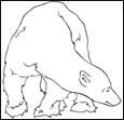 polar bear coloring pages