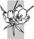 Flower coloring pages