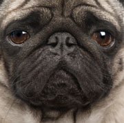 funny animals